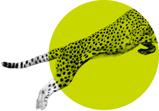 Jumping cheetah